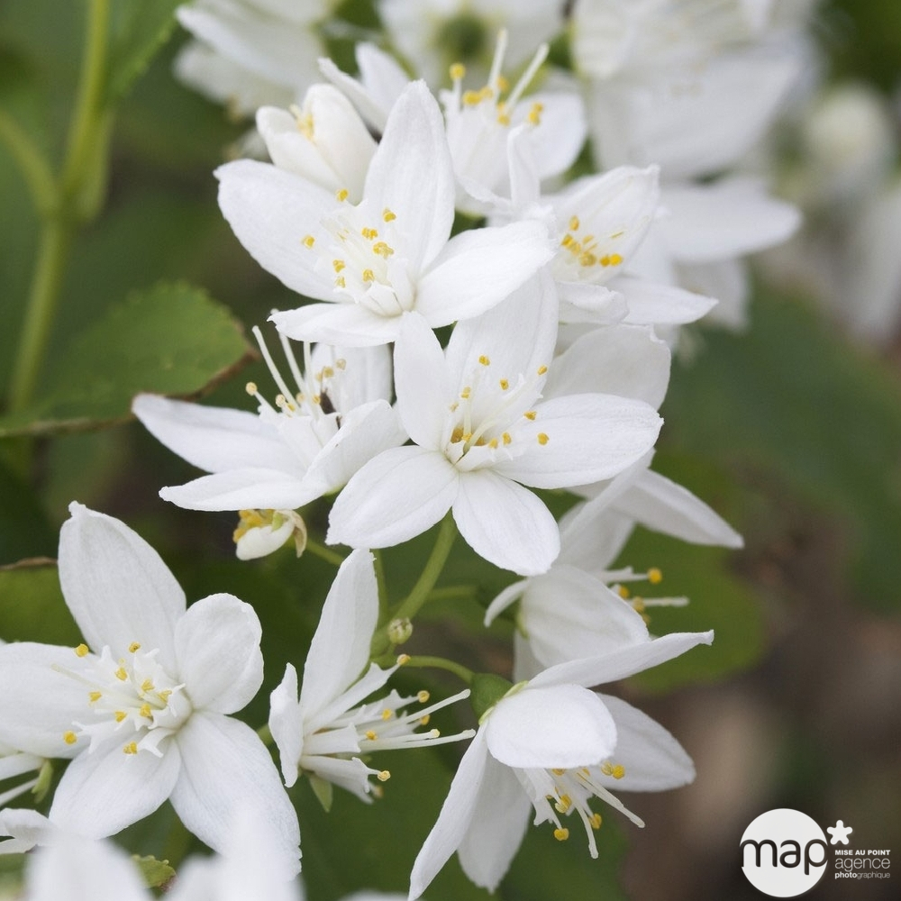Deutzia gracilis : H 40/50 cm ctr 5 litres.