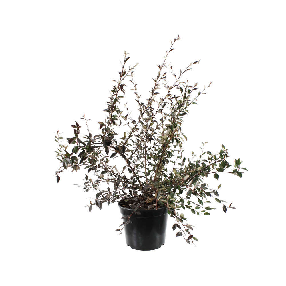 Cotoneaster lacteus :H 60/80 cm ctr 5 litres