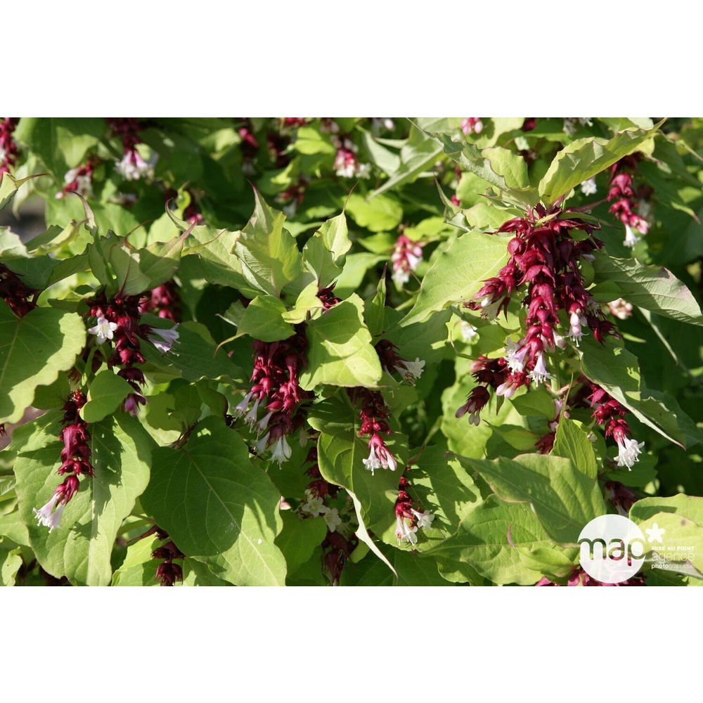 Leycesteria formosa ' Golden Lantern ' ® : ctr 5 litres