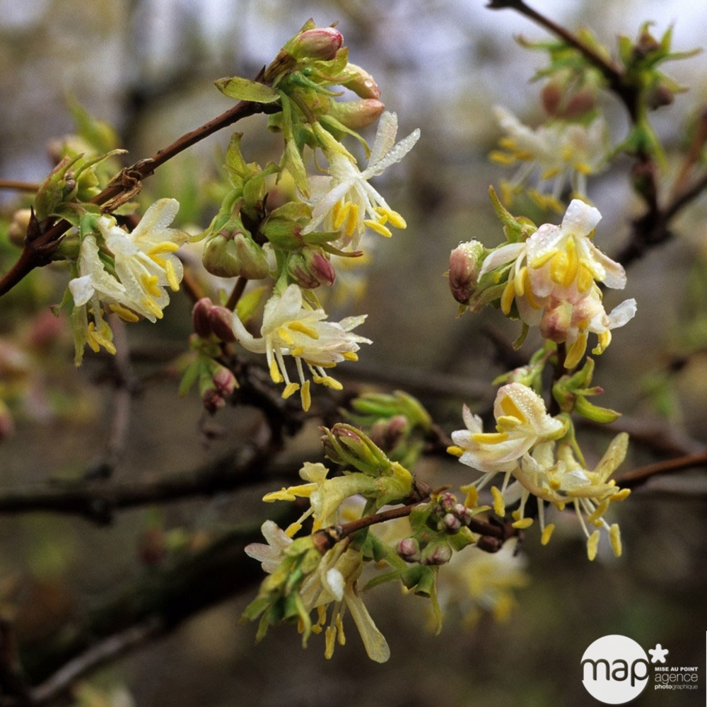 Lonicera fragrantissima : ctr 5 litres.