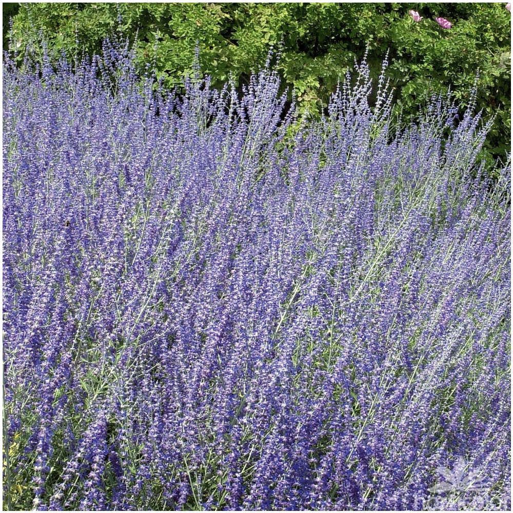 Perovskia atriplicifolia :touffe ctr 3 litres