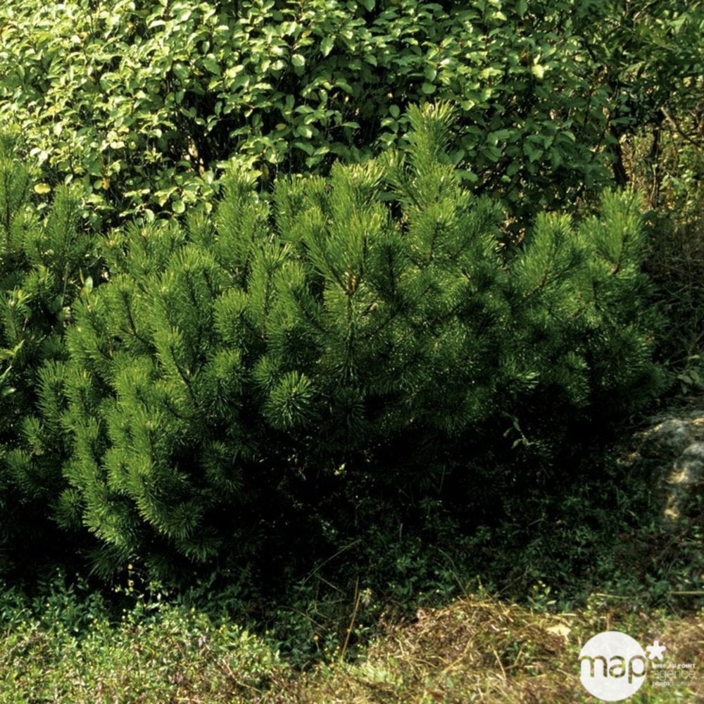 Pinus mugo Mughus H : 25/30 cm ctr 5L