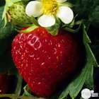 Plant de fraisier 'Charlotte' : pot de 0,5 litre