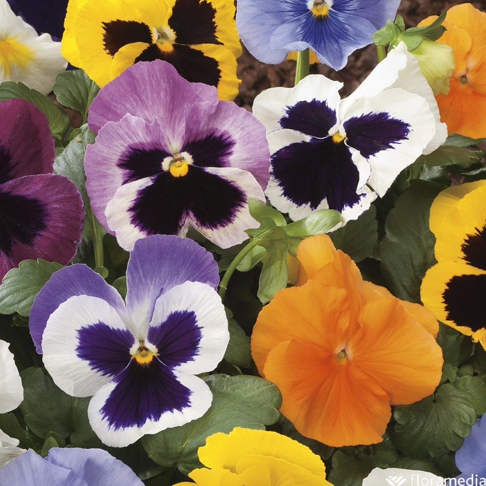 Pensée : 10 plants en coupe Ø 27 cm