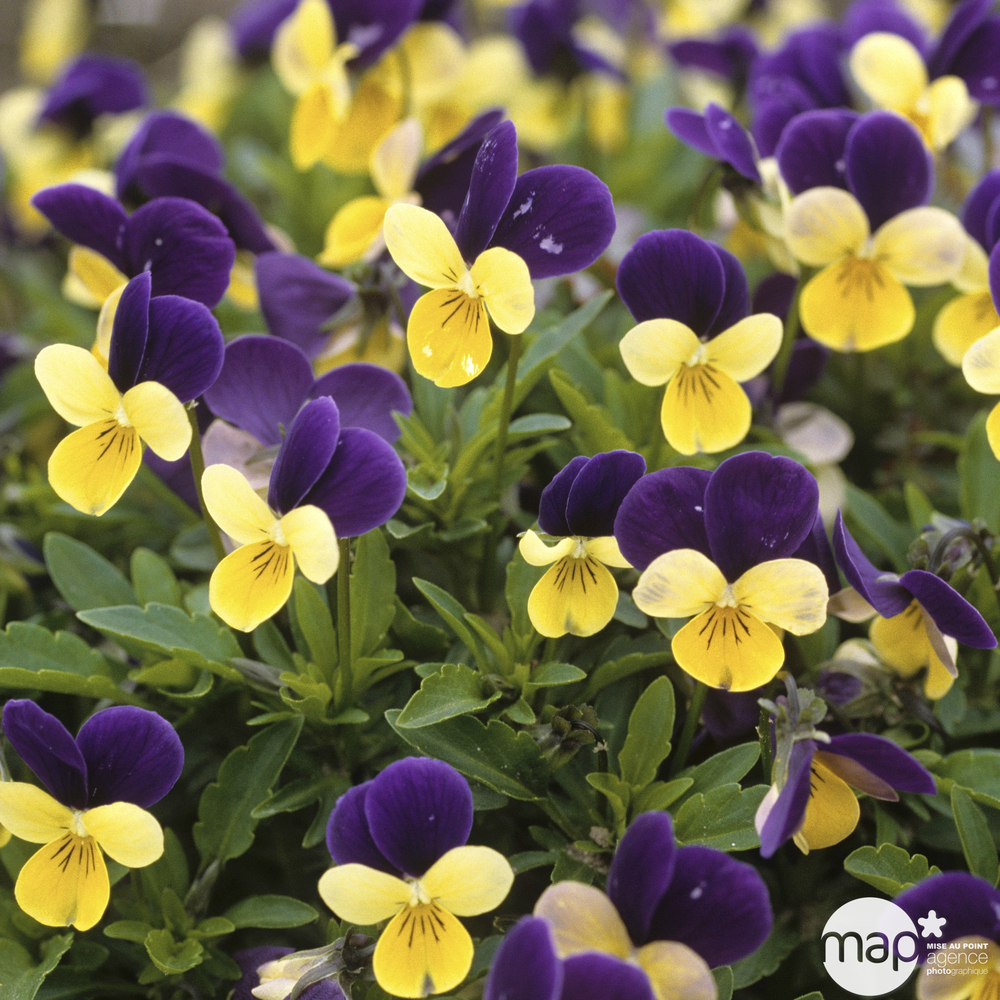Viola cornuta : coupe Ø 27 cm - Coloris variables