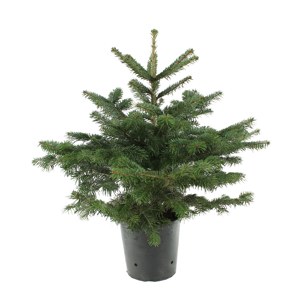 Sapin de Noël naturel Abies nordmann : 60/80cm - C.10 litres en pot