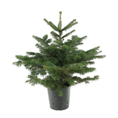 Sapin de Noël naturel Abies nordmann : 60/80cm - C.10 litres en pot