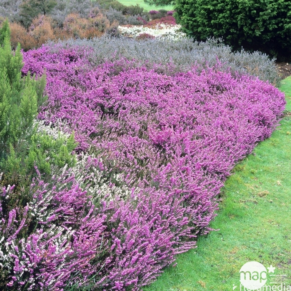 Erica darleyensis : pot de diamètre 14 cm Terre cuite