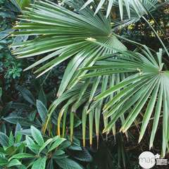 Palmier de Chine - Trachycarpus fortunei :  Stipe 70/80cm en conteneur