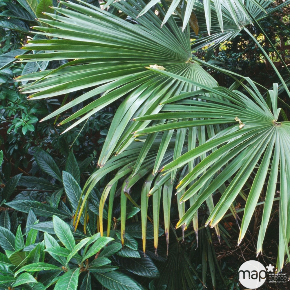 Palmier de Chine - Trachycarpus fortunei : Stipe 70/80cm en conteneur