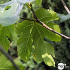 Ficus Carica en touffe : pot 10 L - H.70/80cm