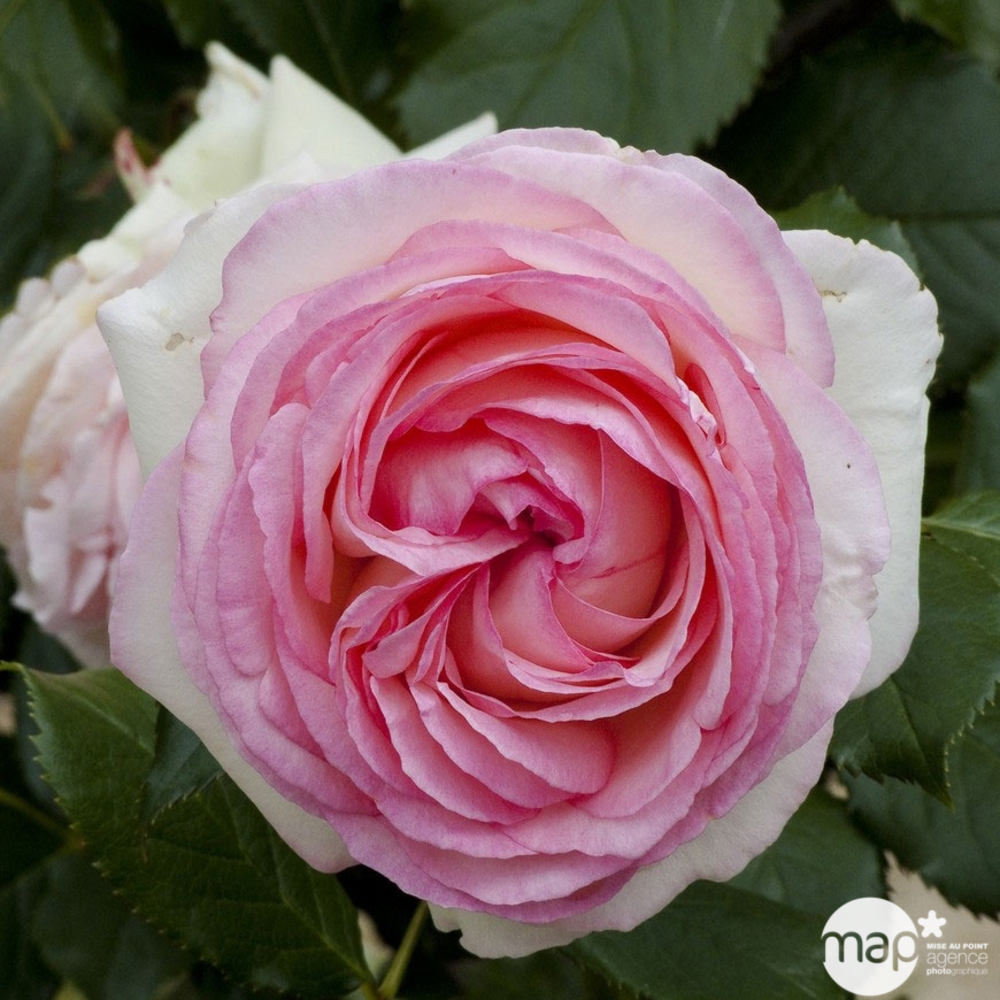 Rosier specimen palissé: pot 5L