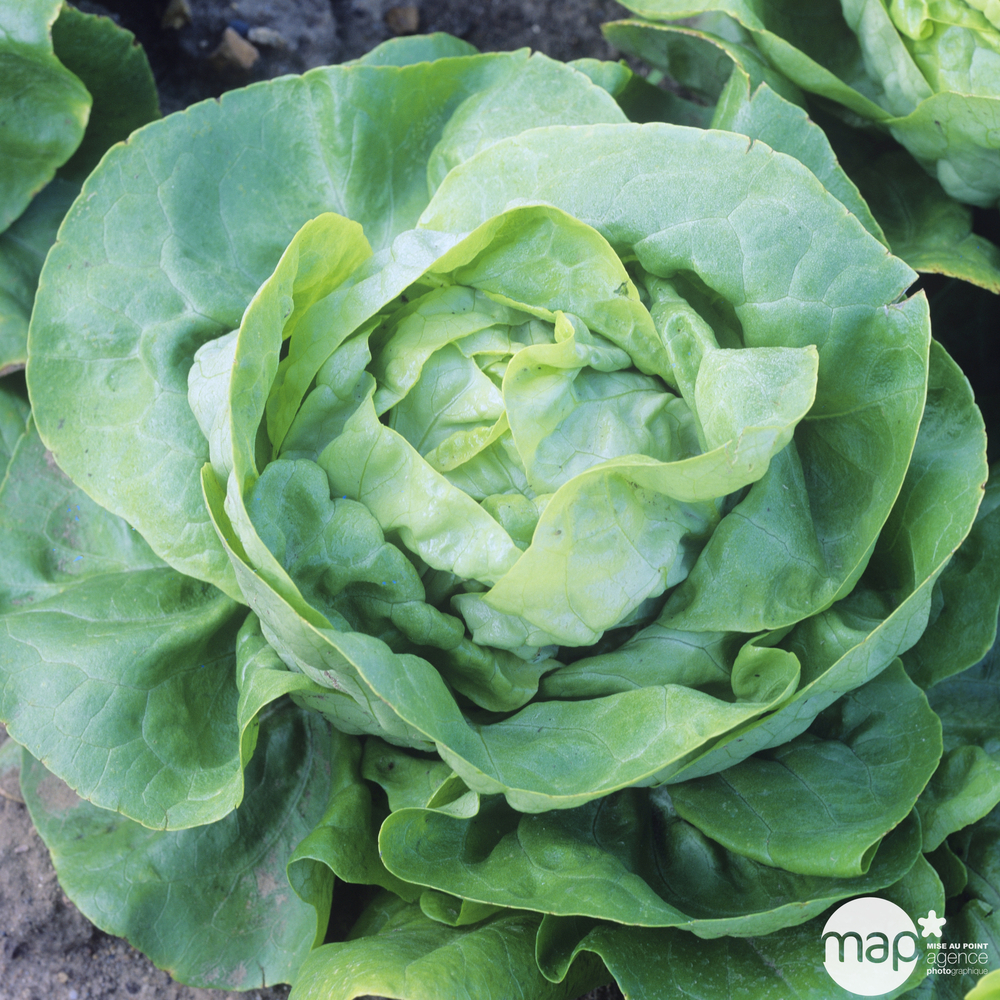 Plants de laitues 'Justine' : barquette de 12 plants