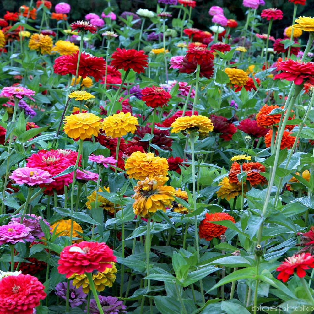 Zinnia : Ctr 2 litres