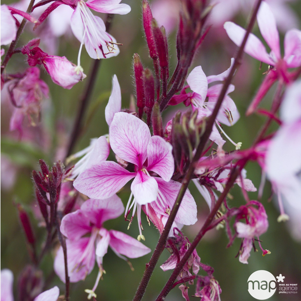 Gaura : conteneur de 4 Litres