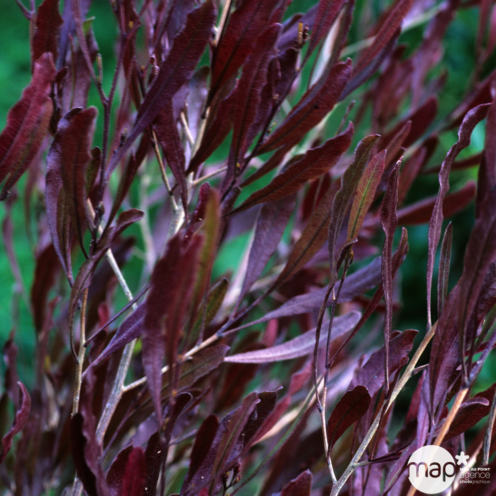 Dodoneae viscosa ' Purpurea ': hauteur 40/60 cm conteneur 8 litres