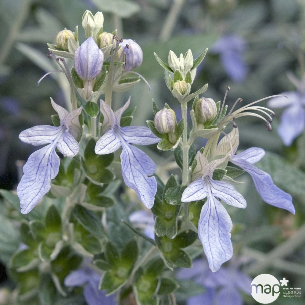 Teucrium Fructicans : H 40/50 cm ctr 8 litres