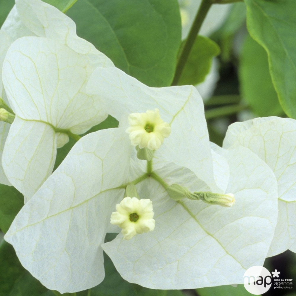 Bougainvillea en touffe : Pot D. 27cm
