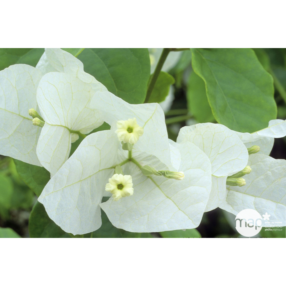 Bougainvillea : pyramide D17cm