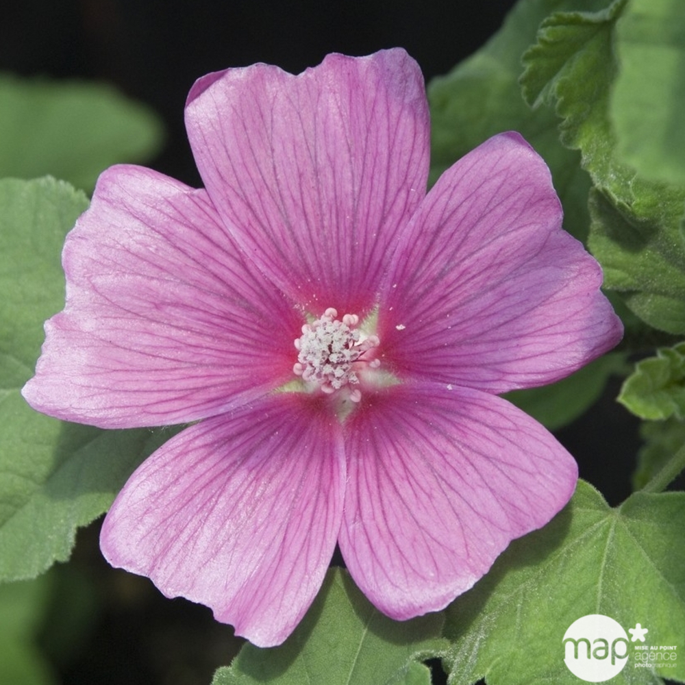 Lavatère Burgundy Wine : godet rouge