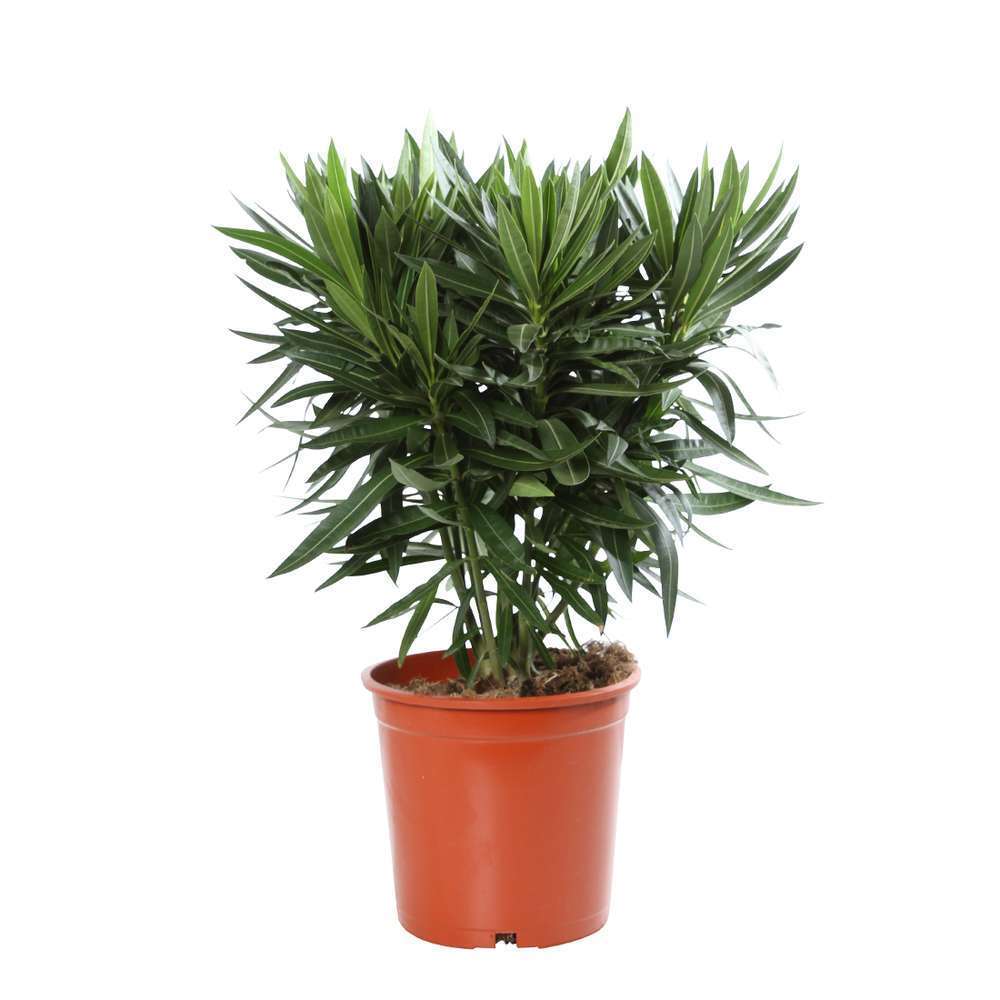 Nerium Oleander : Touffe pot de diamètre 19 cm