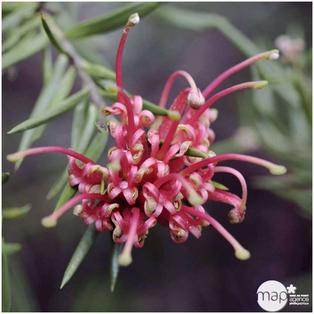 Grevillea juniperina : pot D.22cm T40/50