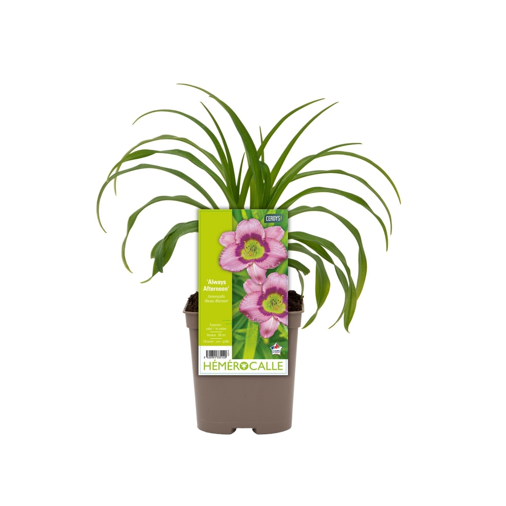 Hémérocalle : conteneur de 2 L