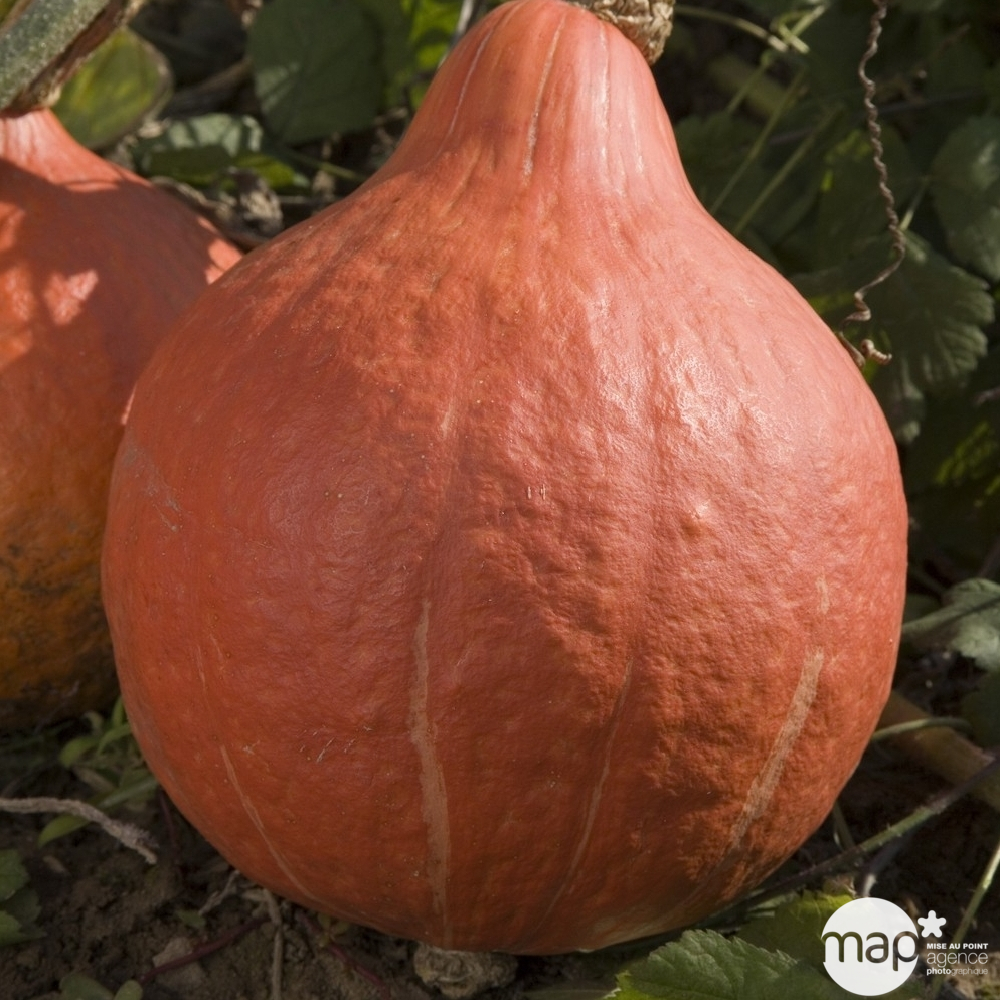 Plants de courges potimarron 'Uchiki Kuri' : barquette de 6 plants