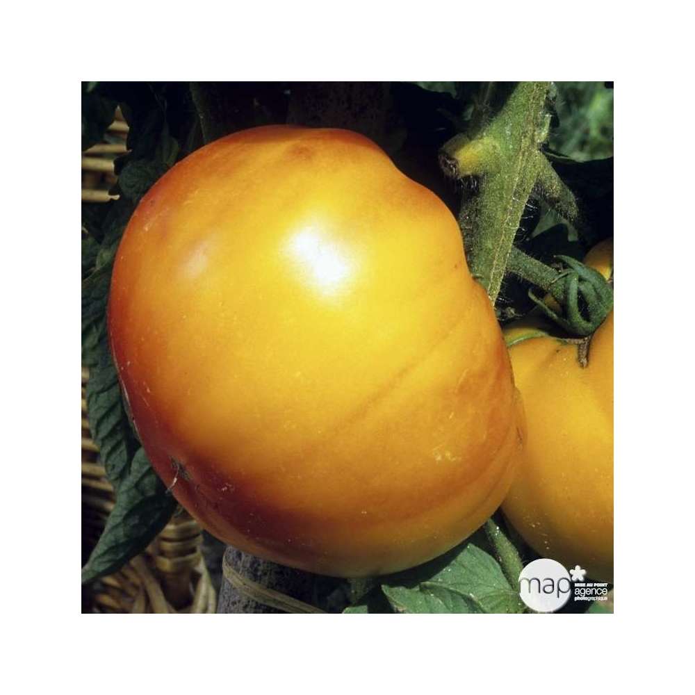 Plants de tomates 'Ananas' : barquette de 6 plants