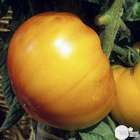 Plants de tomates 'Ananas' : barquette de 6 plants