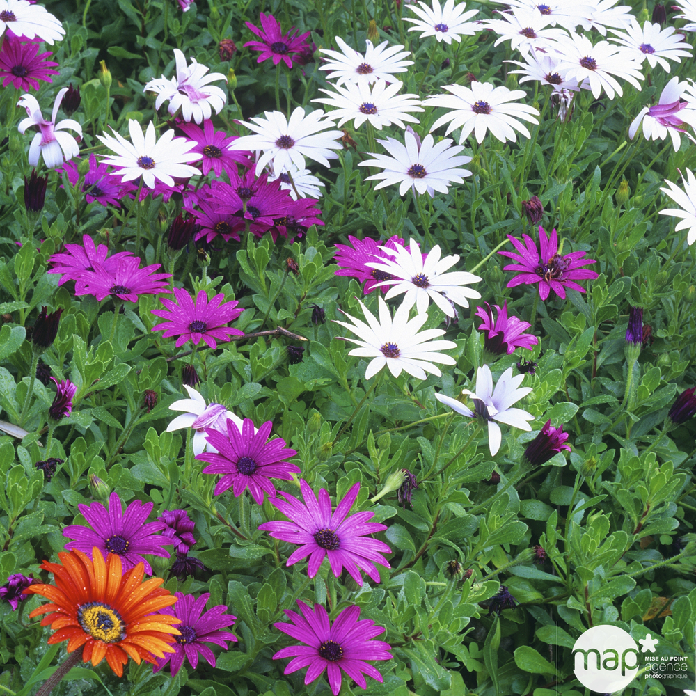 Osteospermum : jardinière de 40 cm