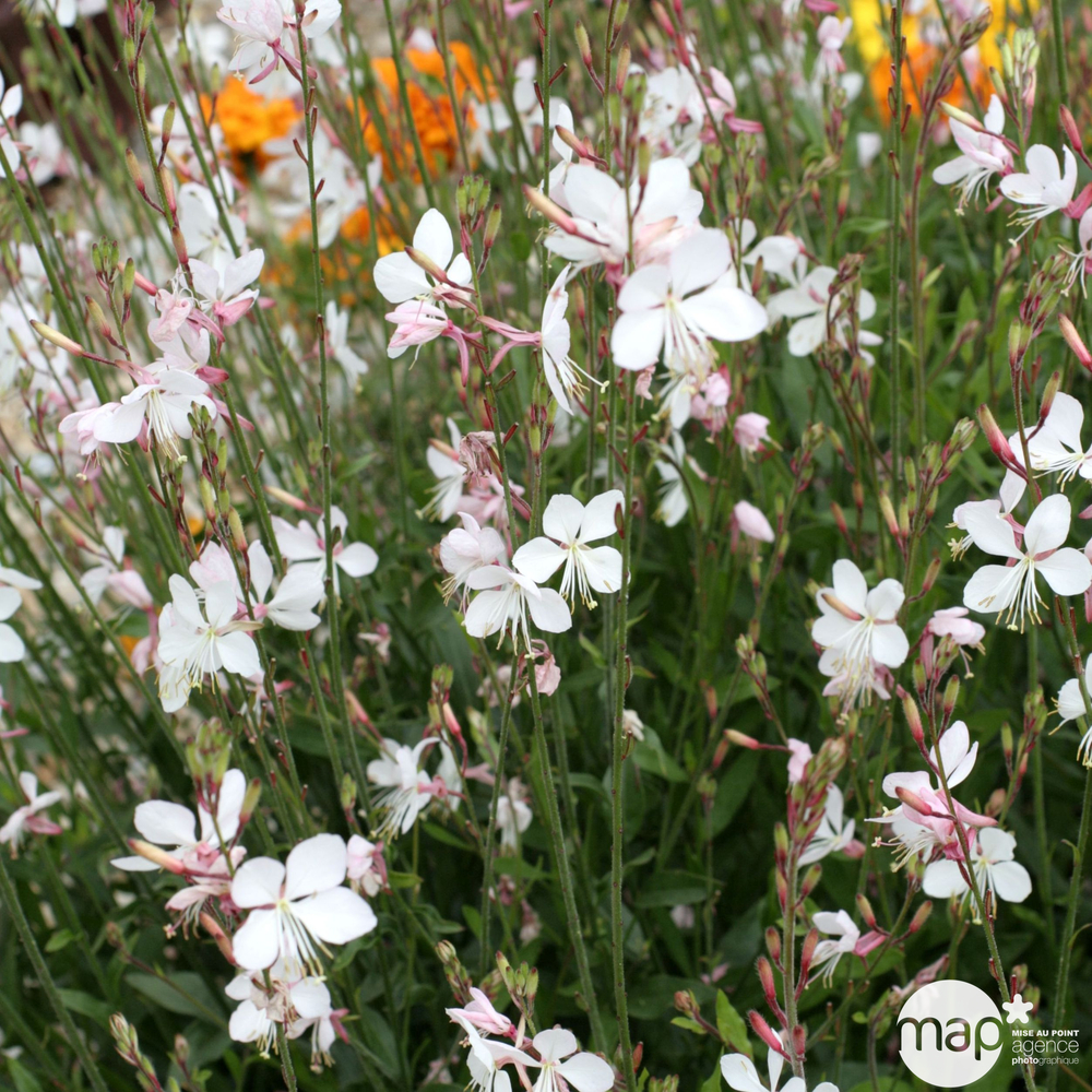 Gaura : conteneur de 2 Litres