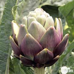 Plant d'artichaut violet 'Amethyste' F1 : pot de 0,5 litre