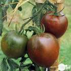 Plant de tomate 'Noire de Crimée' greffée : pot de 1 litre