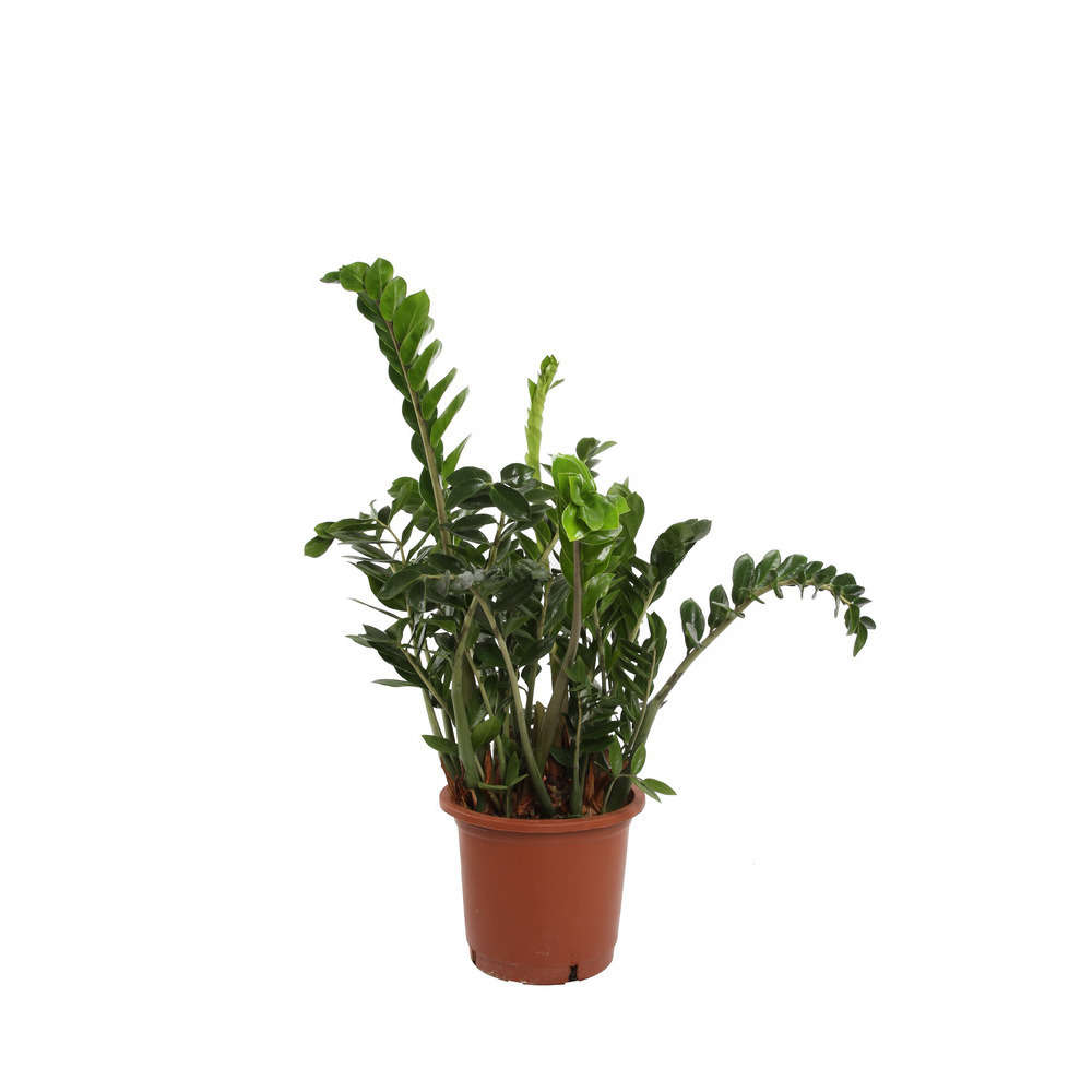 Zamioculcas : H.110cm pot