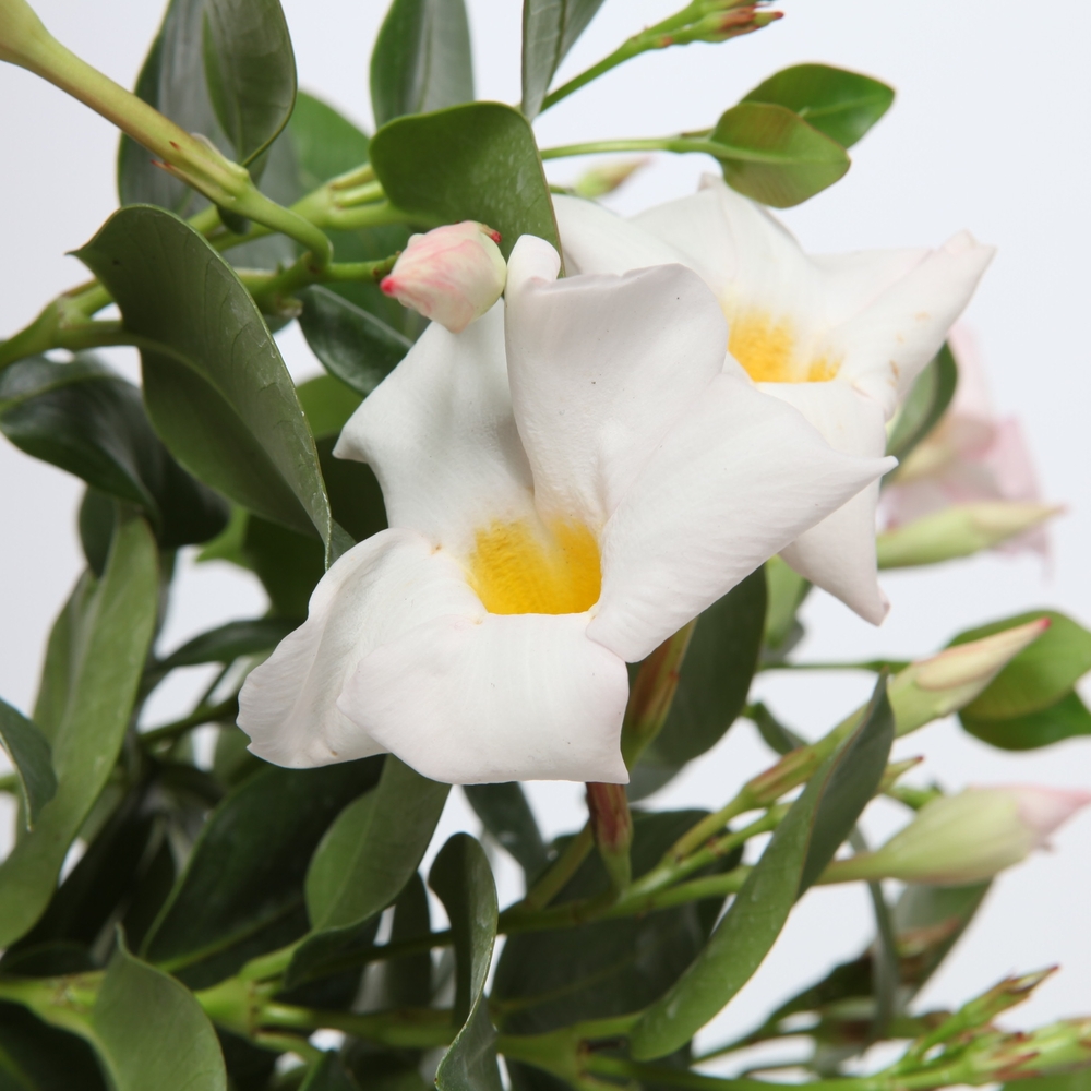 Dipladenia sanderi - Pack de 4. 