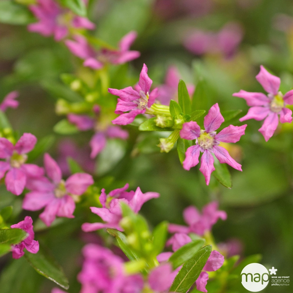 Cuphea : pot Ø 17 cm