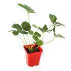 Plant de fraisier 'Cirafine' : pot de 0,5 litre