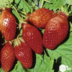 Plants de fraisiers 'Ciflorette' : barquette de 6 plants