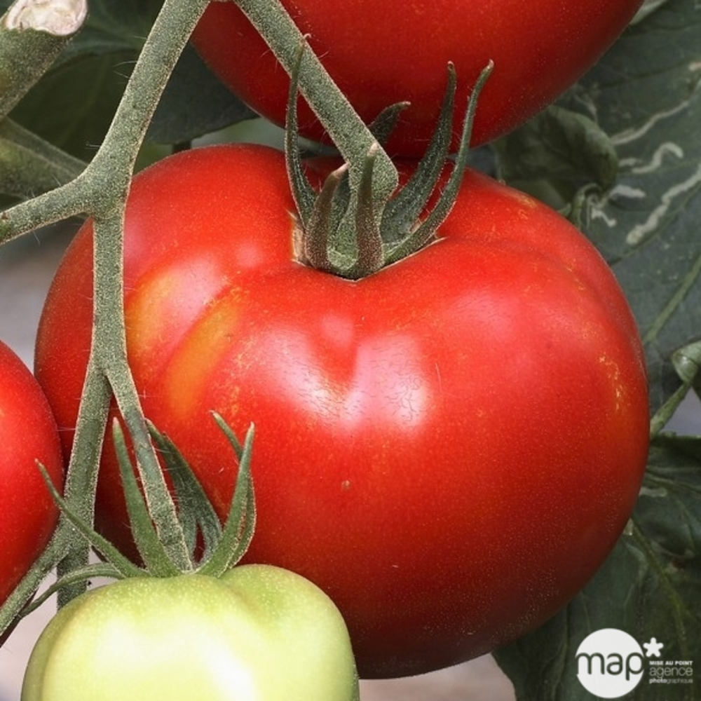 Plants de tomates 'Saint-Pierre' : barquette de 3 plants