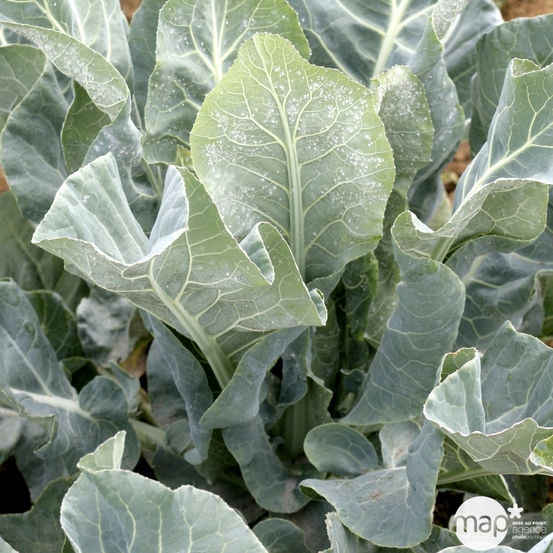 Plants de choux-fleurs d'Automne 'Optimist' F1 : barquette de 6 plants