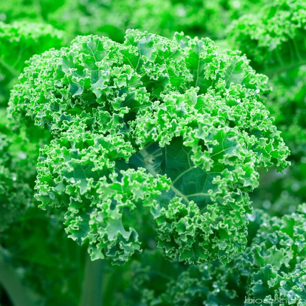 Plants de choux frisé 'Reflex' F1 : barquette de 6 plants