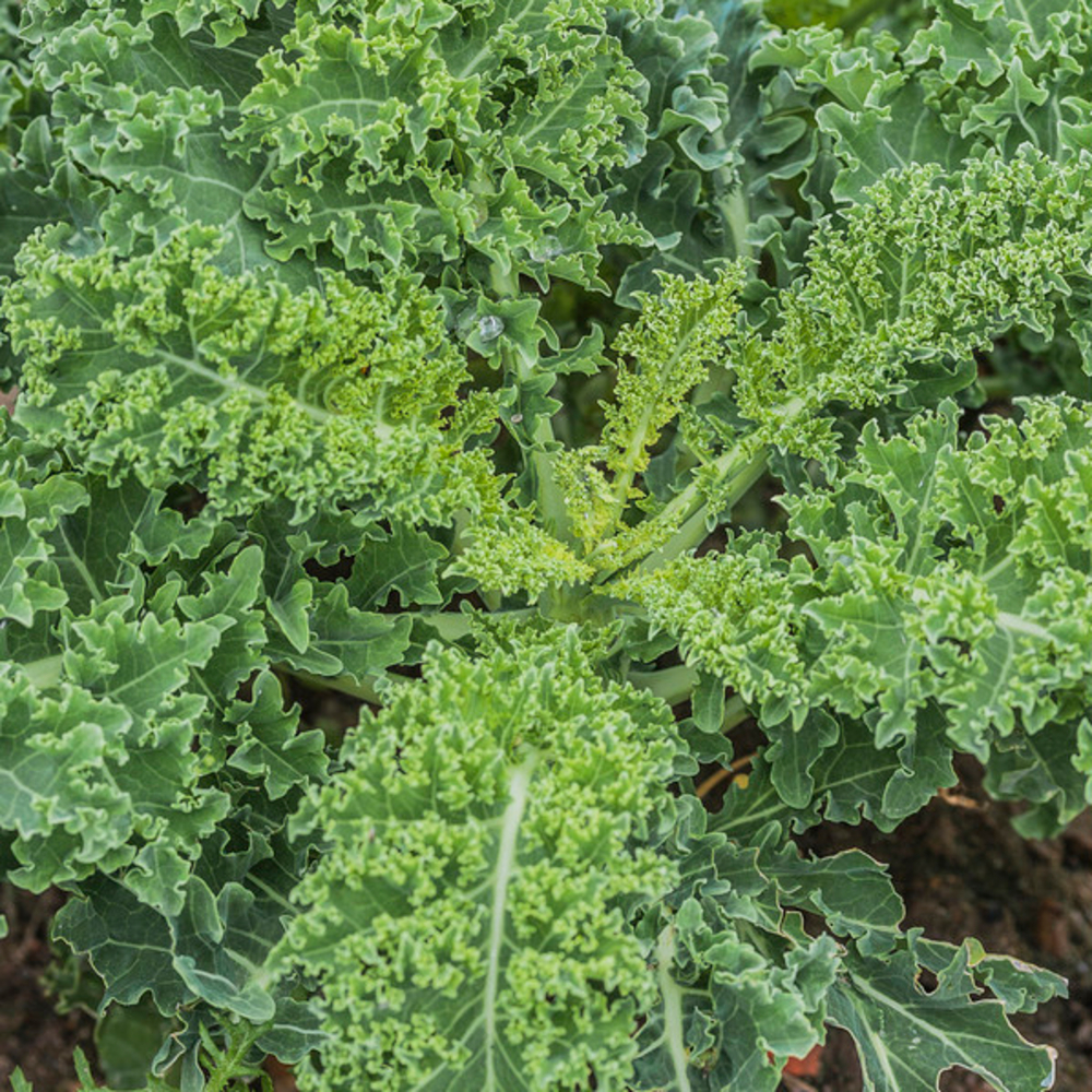 Plants de choux frisé 'Reflex' F1 : barquette de 6 plants