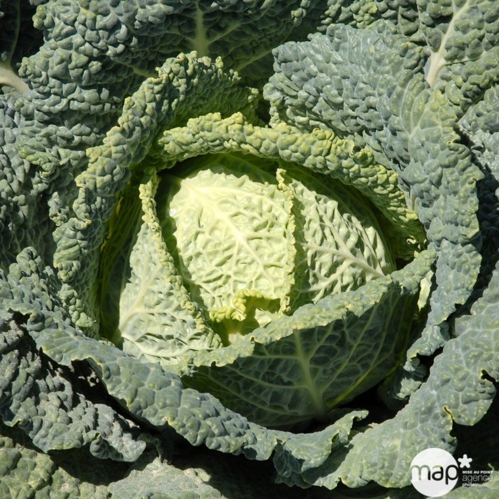 Plants de choux Milan Hâtif 'Manon' : barquette de 6 plants