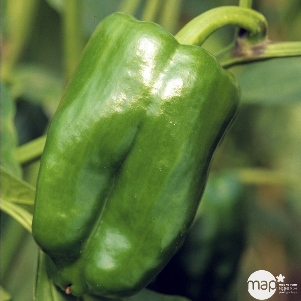 Plant de poivron 'Lamuyo' F1 greffé : pot de 1 litre