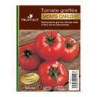Plant de tomate 'Monte Carlo' F1 greffé : pot de 1 litre