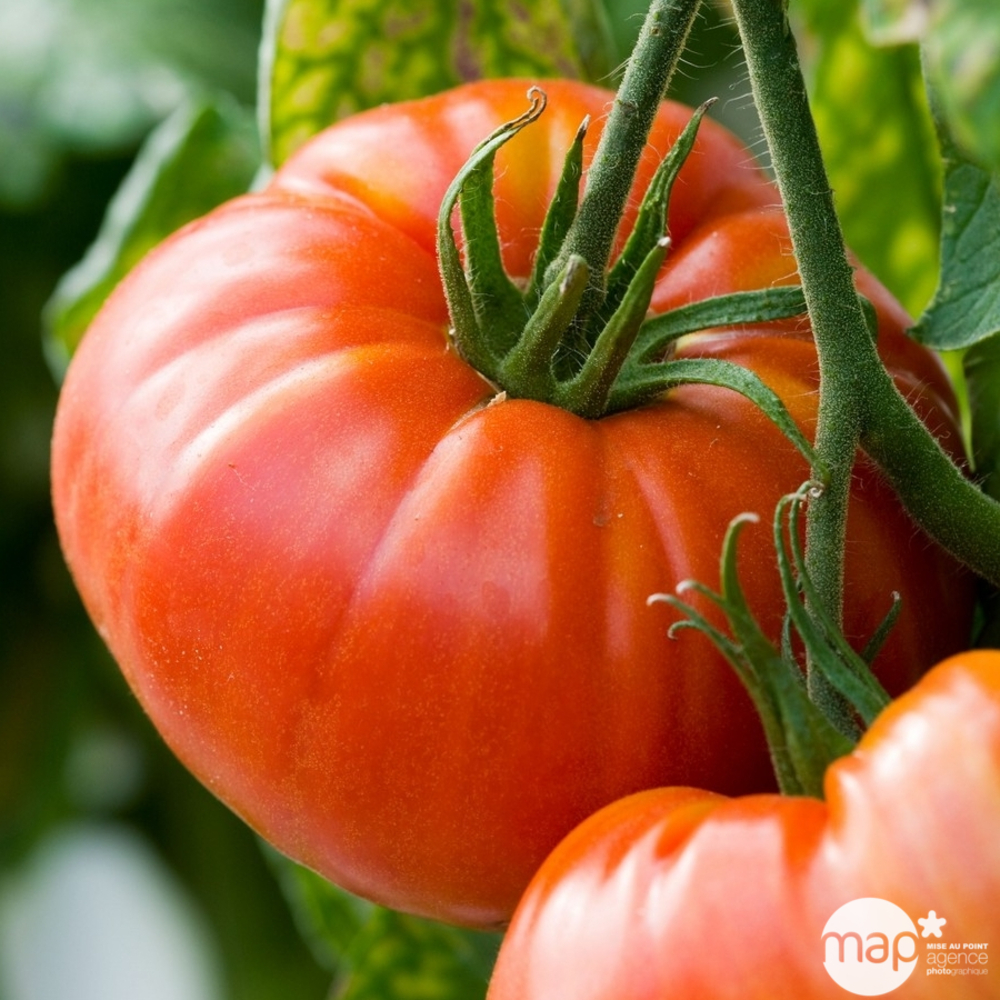 Plant de tomate 'Beefmaster' F1 greffée : pot de 1 litre
