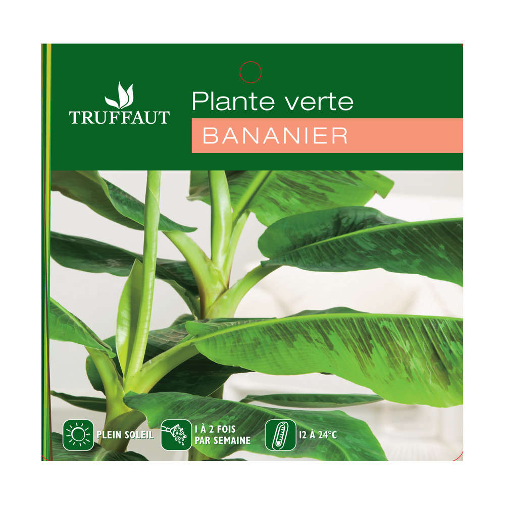 Bananier Dwarf Cavendish : pot H.140/150cm