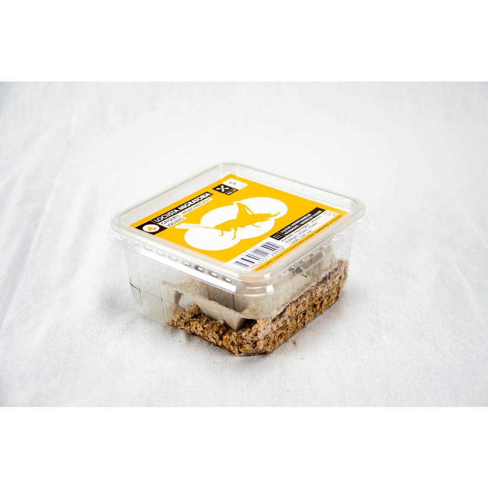 Criquets subadultes pour alimentation reptiles, 10 pièces