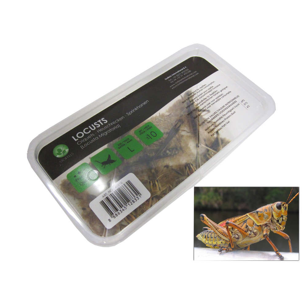 Criquets adultes pour alimentation reptiles : 10 pièces